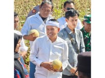 Gubernur Jabar Beli 2 Ton Melon Petani Ciawijapura, Langsung Dibagikan ke Warga