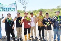 Hari Mangrove Sedunia, PB HMI dan Cirebon Power Tanam Mangrove Cegah Abrasi