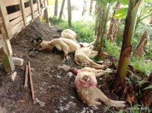Serangan Predator di Kuningan, Total 38 Kambing Tewas
