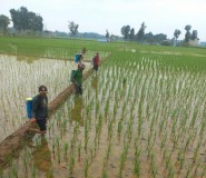 Pemdes Guwa Lor Bantu Petani Atasi Serangan Hama Padi