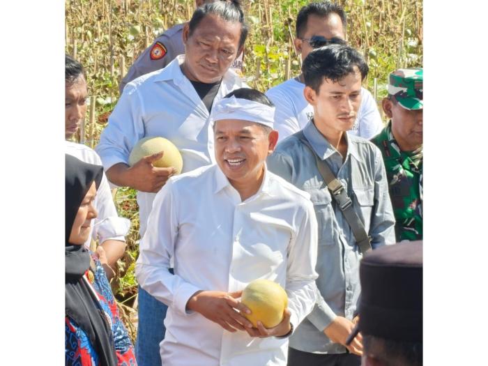 Gubernur Jabar Beli 2 Ton Melon Petani Ciawijapura, Langsung Dibagikan ke Warga