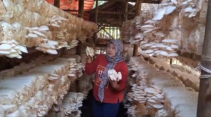 KWT Putri Kencana Kembangkan Budidaya Jamur Tiram di Desa Luwungkencana