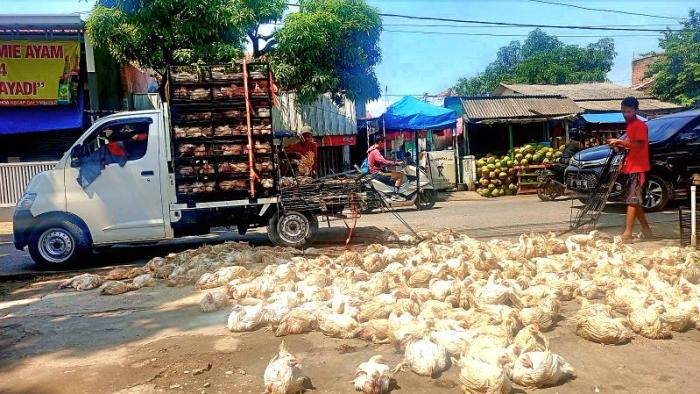 Muatan Ayam Berserakan di Jalan Pramuka Kota Cirebon, Lalu Lintas Sempat Terganggu