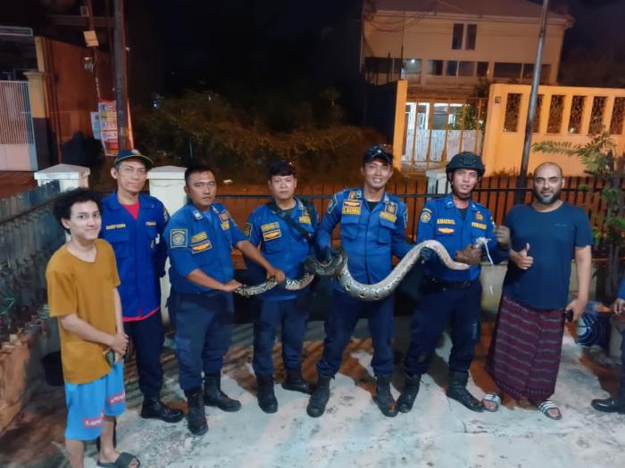 Damkar Kota Cirebon Evakuasi Ular Sanca 4 Meter dari Plafon Rumah di Jalan Suratno